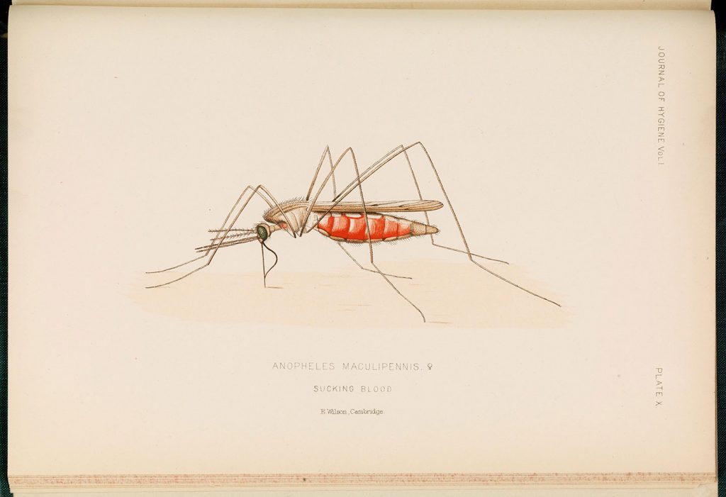 冷知識百科-綠果先生-讓蚊子吸飽血傷口才癒合得快？