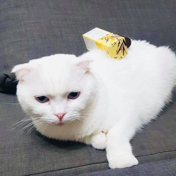 冷知識大全-綠果先生-如何拍一張網美照？