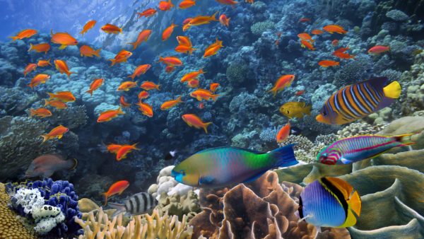 冷知識百科-綠果先生-魚會不會放屁？屁是溝通語言？