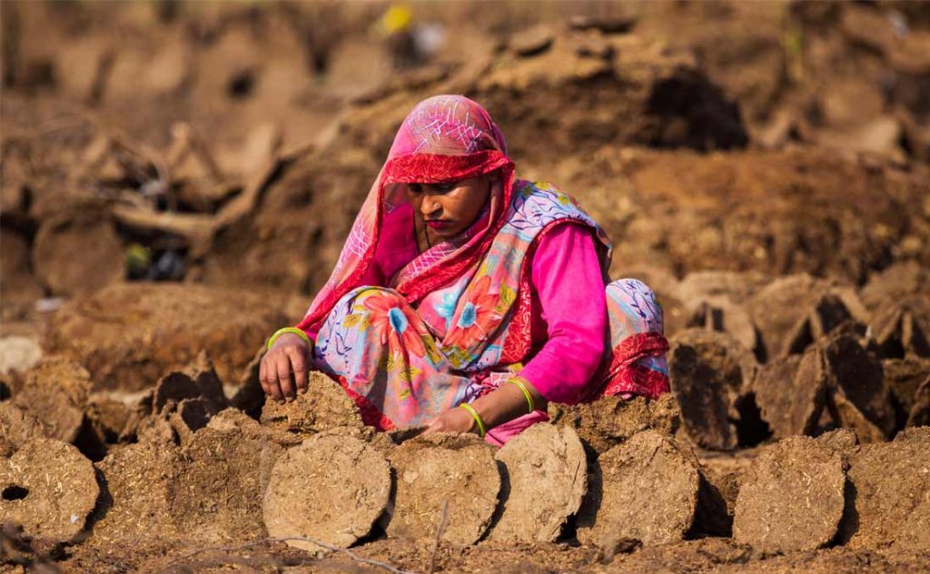 冷知識百科-綠果先生-萬能排泄物只有印度神牛辦得到？