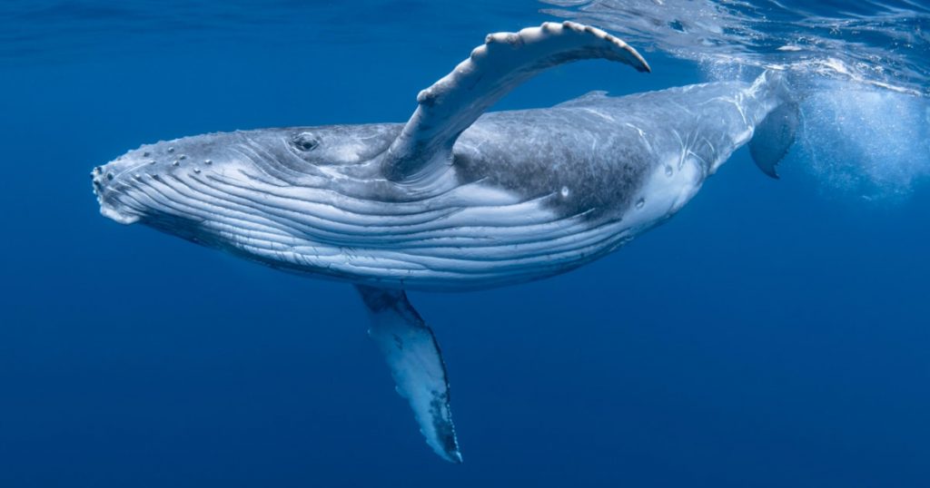 冷知識百科-綠果先生-充滿正義感的海洋代言人座頭鯨？