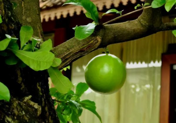 會爆炸的水果,威力堪比手榴彈? | 綠果 GREENCONUT | trivia0614 冷知識百科-綠果先生-會爆炸的水果,威力堪比手榴彈?