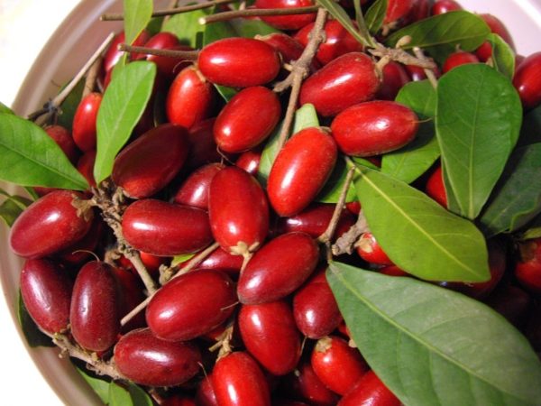能改變味覺的神秘果? | 綠果 GREENCONUT | trivia0620 冷知識大全-綠果先生-能改變味覺的神秘果?