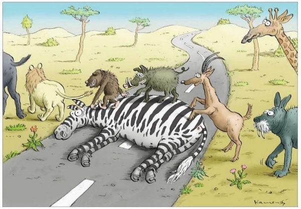 冷知識百科-綠果先生-斑馬不敢一個人睡覺？