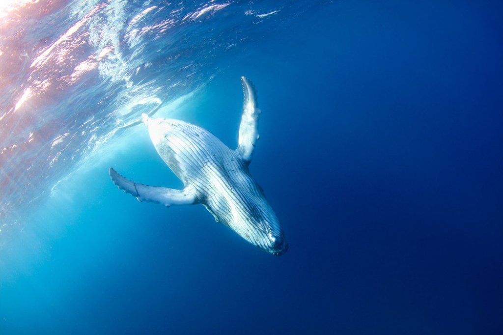 綠果先生冷知識Ｘ鯨魚是海洋裡的熱帶雨林