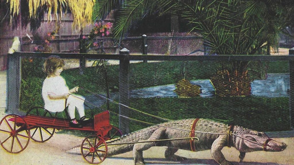 冷知識百科-綠果先生-美國佛州人的童年是騎鱷魚長大？