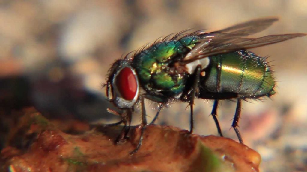 冷知識百科-綠果先生-蒼蠅為什麼喜歡在糞便附近？