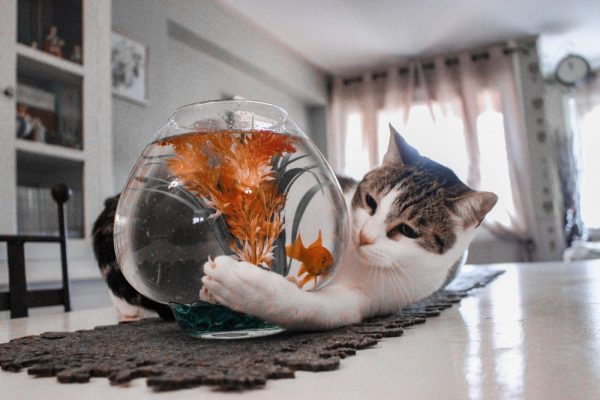 冷知識大全-綠果先生-貓為什麼喜歡吃魚