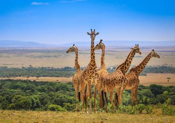 冷知識大全-綠果先生-長頸鹿不是啞巴但一生不能咳嗽