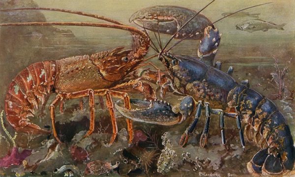 冷知識大全-綠果先生-龍蝦在16世紀的歐洲是囚犯奴隸的主食