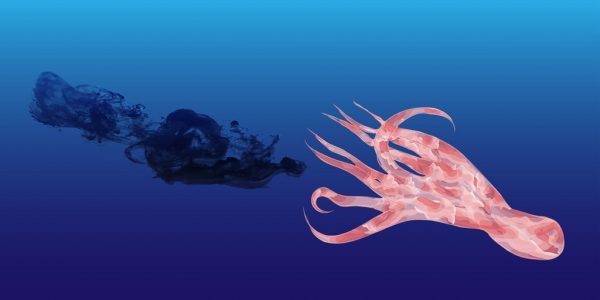 冷知識百科-綠果先生-章魚的墨汁有什麼秘密？