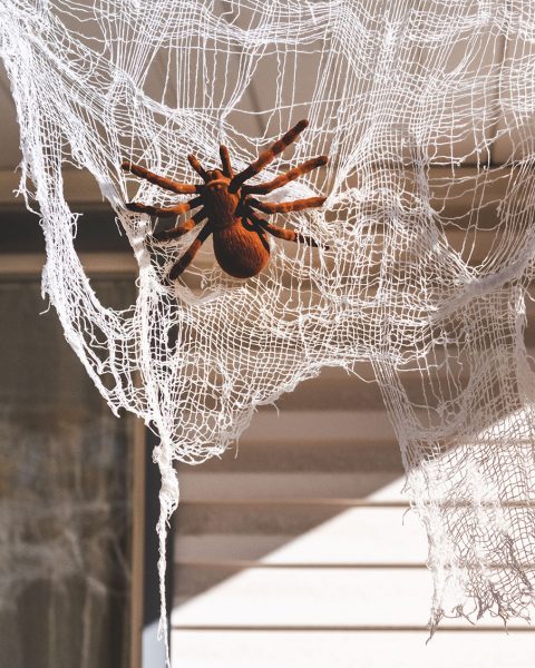 綠果先生冷知識Ｘ蜘蛛不會被自己的網子黏住？
