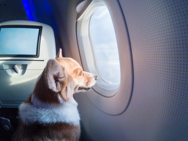 冷知識-綠果先生-帶寵物上飛機對寵物很危險？