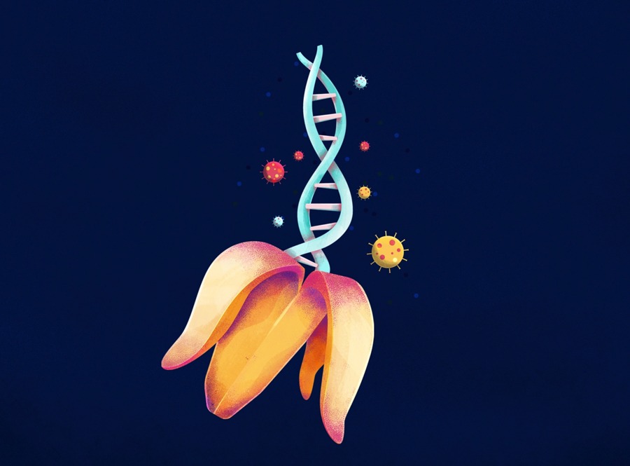 冷知識-綠果先生-人類與香蕉有血緣關係？