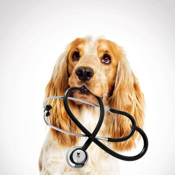 冷知識-綠果先生-狗是嗅覺醫生，能聞出你身上的癌症？