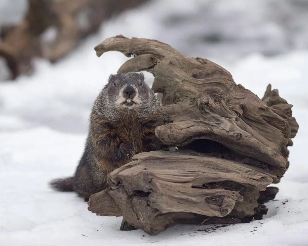 土撥鼠其實不適合飼養,牠們對人類破壞力指數爆表? | 綠果 GREENCONUT | groundhog 0618 冷知識大全-綠果先生-土撥鼠其實不適合飼養,牠們對人類破壞力指數爆表?