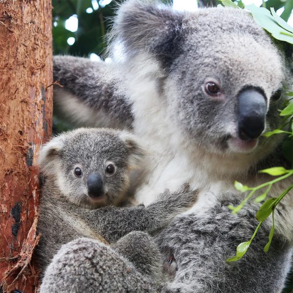 冷知識大全-綠果先生-無尾熊總是抱著樹，因為沒安全感？