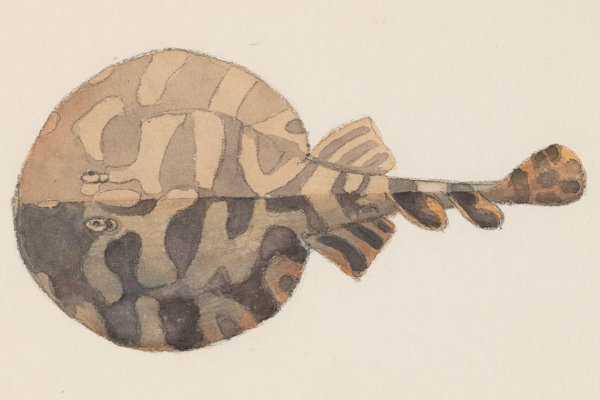 冷知識大全-綠果先生-電鰩是現實版的皮卡丘，能放出高壓電的扁體魚？