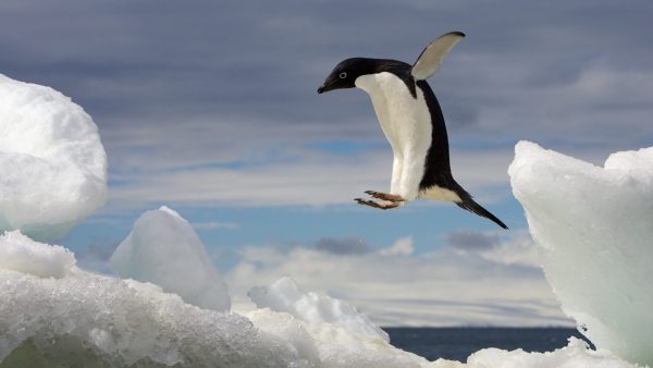 冷知識大全-綠果先生-南極零下50度，企鵝雙腳怎麼不凍傷？