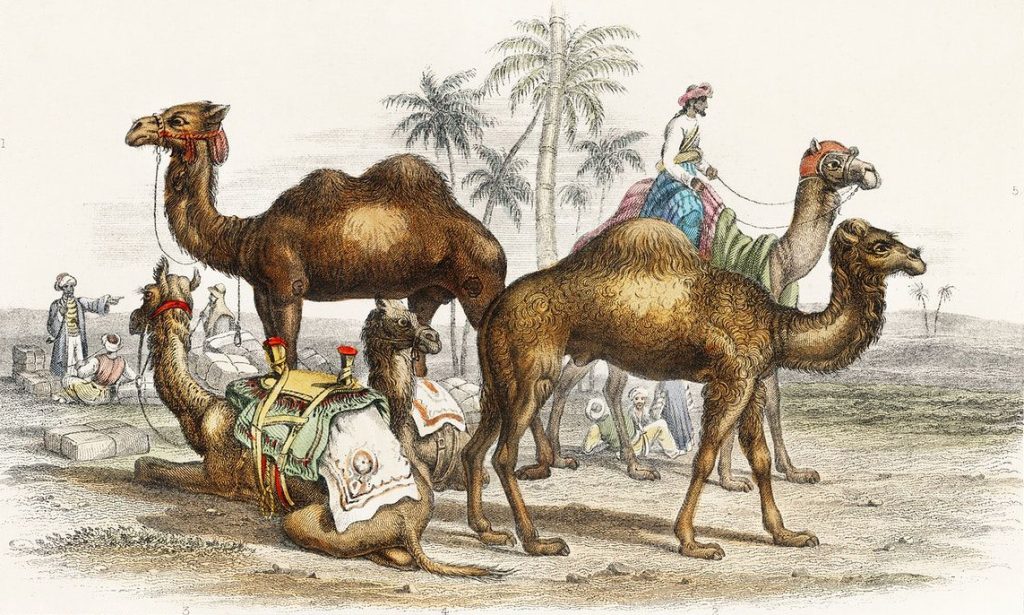 冷知識大全-綠果先生-駱駝是沙漠界的哆啦A夢，駱駝尿是珍貴洗髮液？