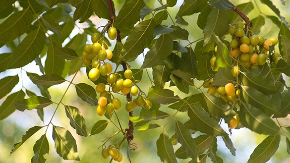 印楝植物防蚊油 | 綠果 GREENCONUT | 印度古老神奇之樹 苦楝樹 綠果印楝植物防蚊油-嬰幼兒推薦防蚊