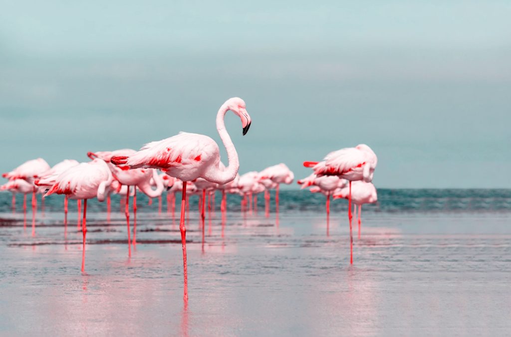 紅鶴是生態系統工程師,每天踮著單腳站立的秘密? | 綠果 GREENCONUT | Flamingo 1018 冷知識-綠果先生-紅鶴是生態系統工程師,每天踮著單腳站立的秘密?