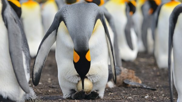 公皇帝企鵝為了孵蛋,需要60天不吃不喝等老婆回家? | 綠果 GREENCONUT | emperor penguin hatch eggs 1020 冷知識-綠果先生-公皇帝企鵝為了孵蛋,需要60天不吃不喝等老婆回家?