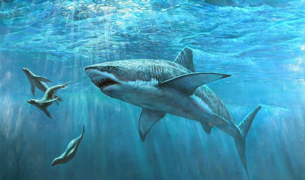 大白鯊365天24小時都在游動,停下就死路一條? | 綠果 GREENCONUT | great white shark 1024 冷知識-綠果先生-大白鯊365天24小時都在游動,停下就死路一條?