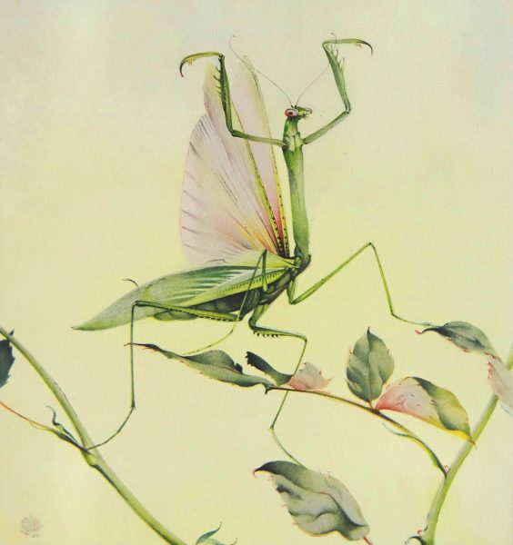 螳螂一出生就在自相殘殺,連交配時也會被吃掉? | 綠果 GREENCONUT | mantis life 1014 冷知識-綠果先生-螳螂一出生就在自相殘殺,連交配時也會被吃掉?