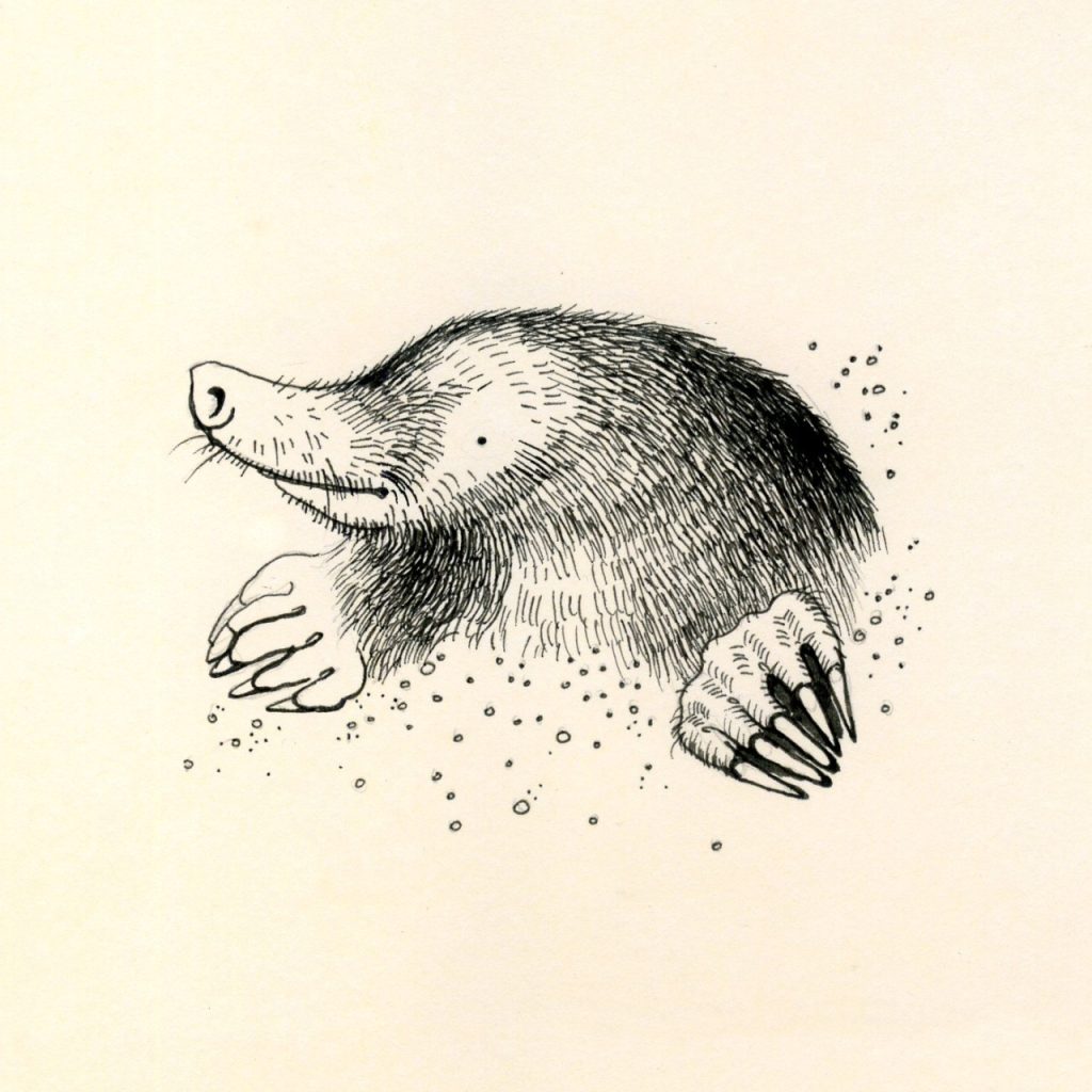 只要三小時沒有找到食物,就會立即餓死的鼴鼠? | 綠果 GREENCONUT | mole animal hungry 1017 冷知識-綠果先生-只要三小時沒有找到食物,就會立即餓死的鼴鼠?