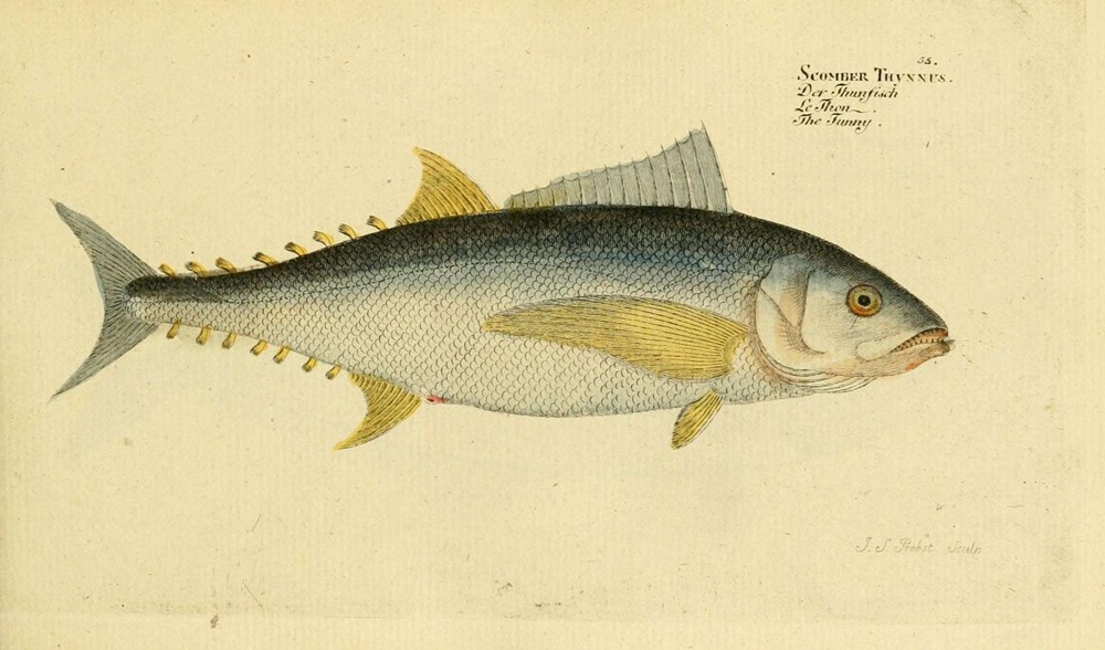 冷知識-綠果先生-黑鮪魚過著馬拉松的生活，身體是為了速度而設計？