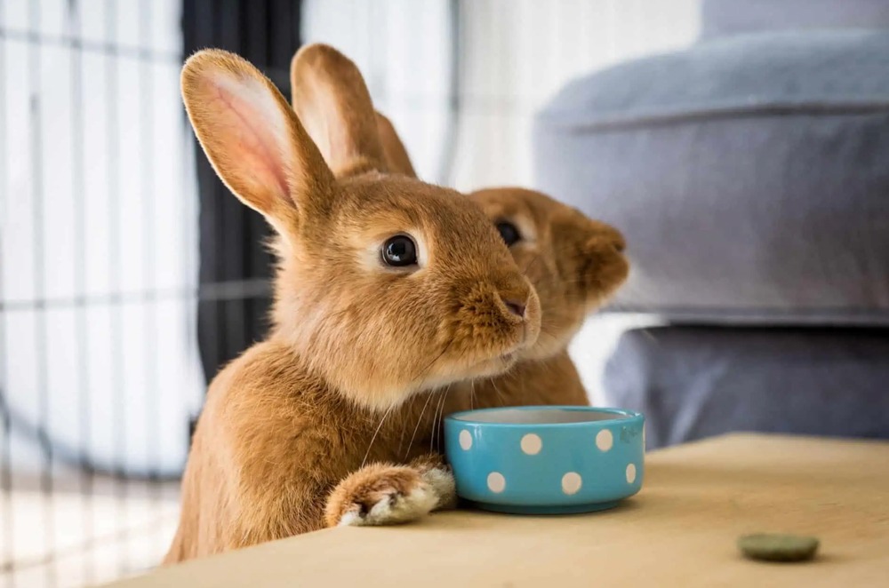 冷知識-綠果先生-擁有全方位視力的兔子其實很討厭吃紅蘿蔔？
