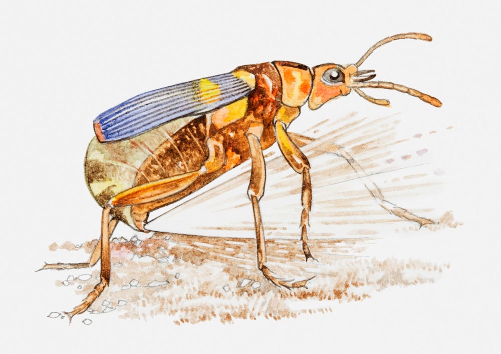 世界上真的存在會噴射火焰的昆蟲? | 綠果 GREENCONUT | Bombardier Beetle fire 1105冷知識 冷知識-綠果先生-世界上真的存在會噴射火焰的昆蟲?