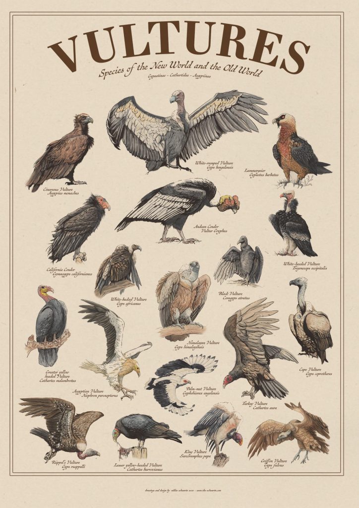 禿鷲會禿頭其實是為了預防生病保持健康? | 綠果 GREENCONUT | 冷知識vulture bald eagle 0228 冷知識-綠果先生-禿鷲會禿頭其實是為了預防生病保持健康?