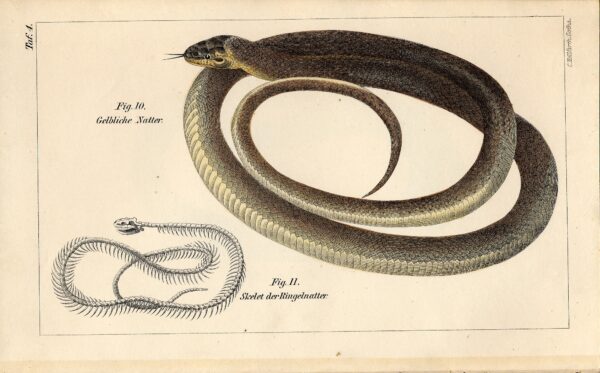 冷知識-綠果先生-蛇沒有耳朵，眼鏡蛇聞聲起舞只是準備咬你而已？