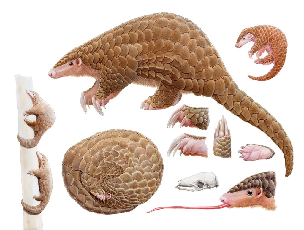穿山甲舌頭比身體還長,竟然靠後腳走路? | 綠果 GREENCONUT | 390 pangolin trivia 冷知識-綠果先生-穿山甲舌頭比身體還長,竟然靠後腳走路?
